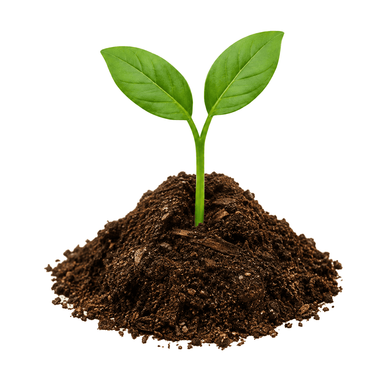 Sponsor a Seedling