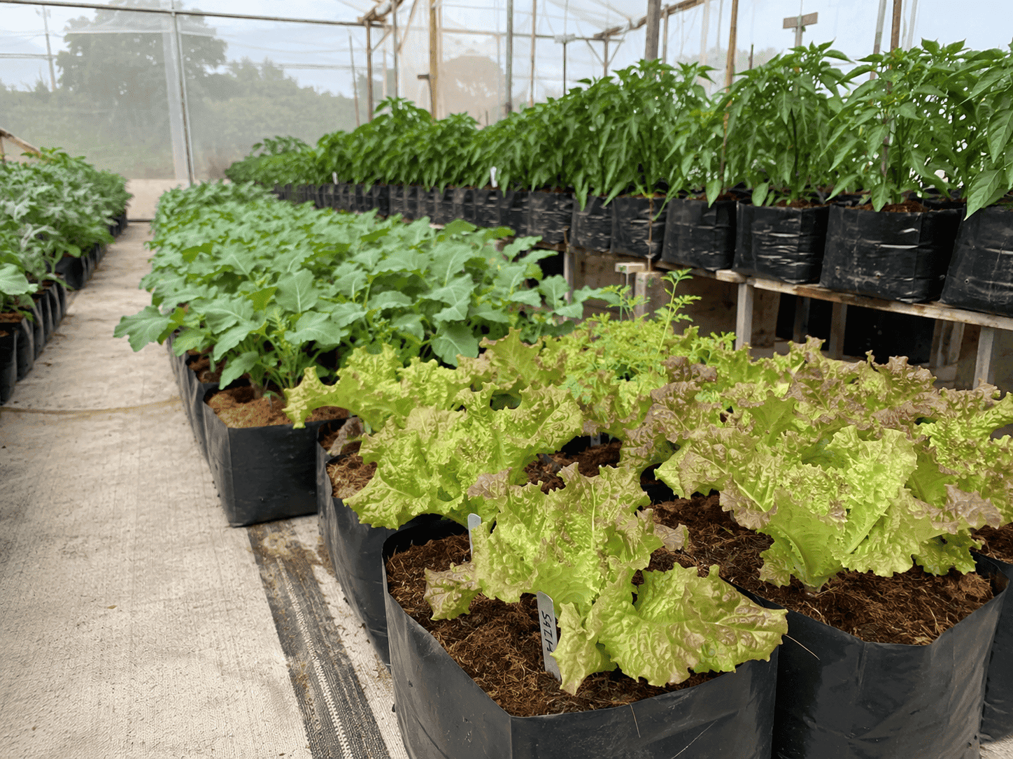 Soilless Growing Safety